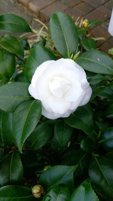 white camellia